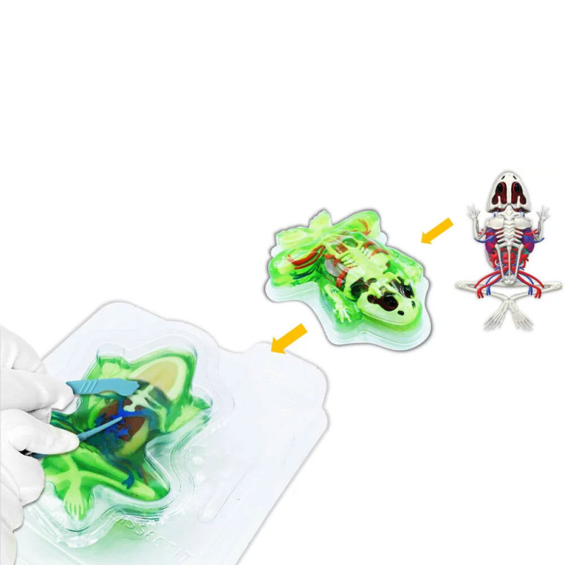 Table De Dissection et Grenouille - Silverlit