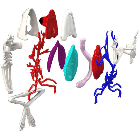 Table De Dissection et Grenouille - Silverlit