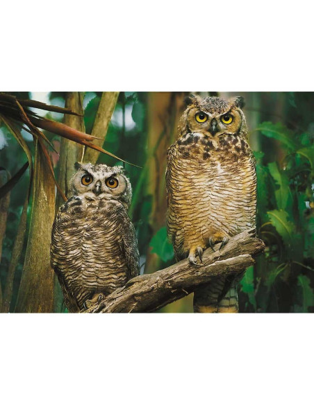 Puzzle 1000 pcs, Chouette - Trefl