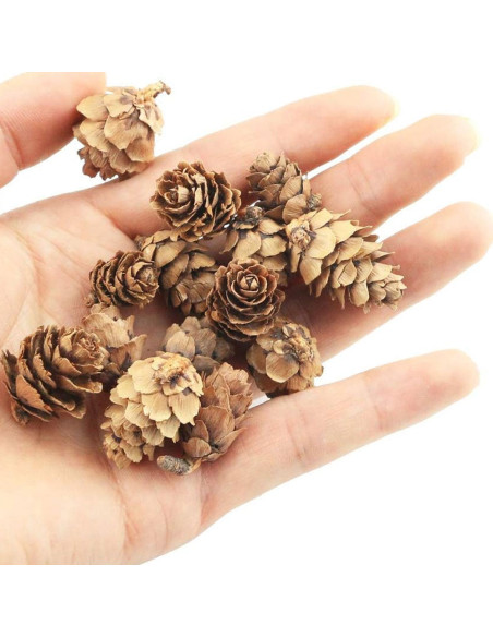 Set de Mini Pommes de Pin Naturelles