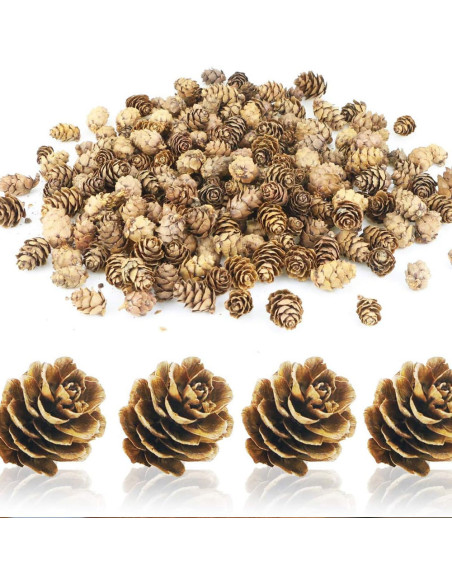 Set de Mini Pommes de Pin Naturelles