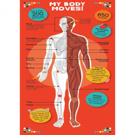 The Human Body Book - Shoebox