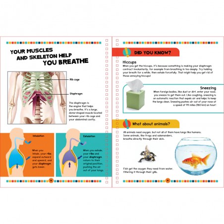 The Human Body Book - Shoebox