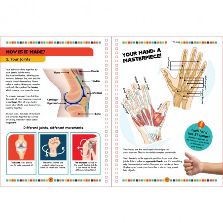 The Human Body Book - Shoebox