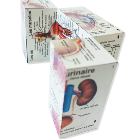 Cube Éducatif Corps Humain